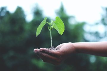 Imagem representando sustentabilidade com uma muda de planta na palma da mão